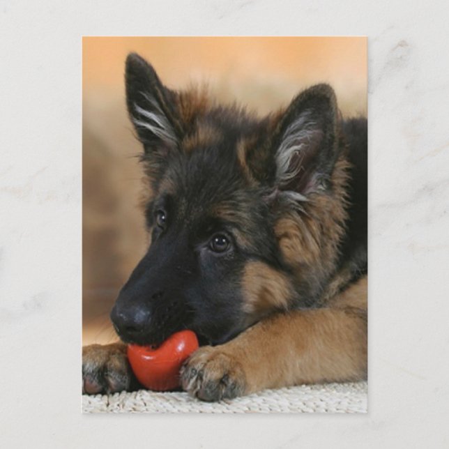 Carte Postale Conception de chiens bergers allemands (Devant)
