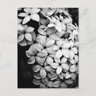 Carte Postale Conception de fleurs et de jardins vintage