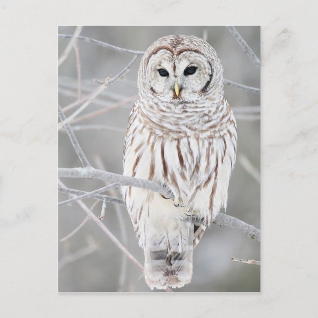Carte Postale Conception de hibou neigeux blanc magnifique (Devant)