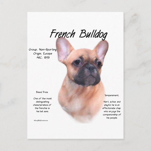 Carte Postale Conception de l'histoire des Bulldog français (Devant)