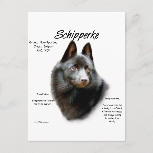 Carte Postale Conception de l'historique de Schipperke (Devant)