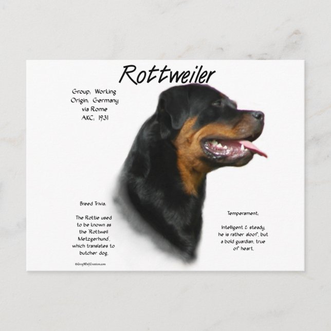 Carte Postale Conception de l'historique Rottweiler (Devant)