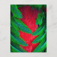 Conception de plume de Quetzal resplendissant