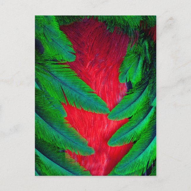 Carte Postale Conception de plume de Quetzal resplendissant (Devant)