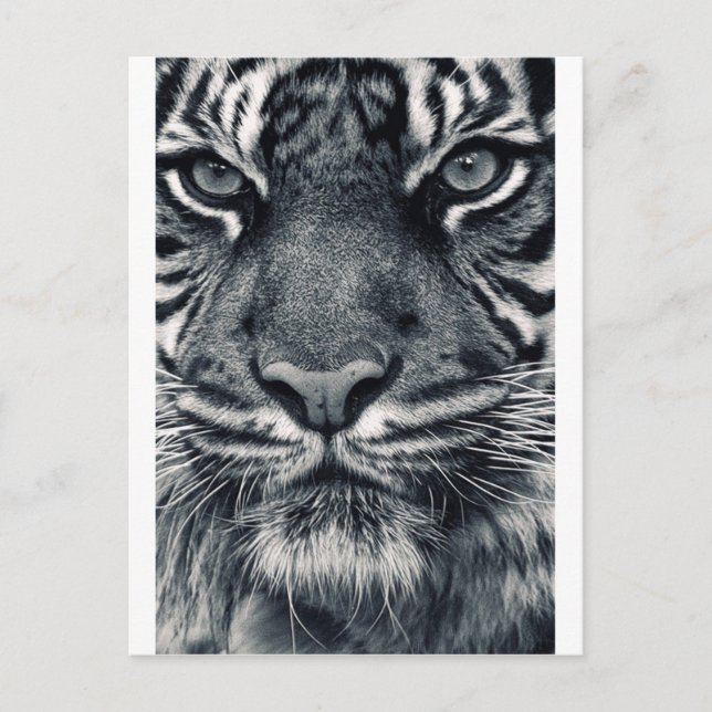 Carte Postale conception de tiger (Devant)