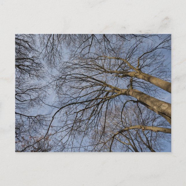 Carte Postale Conception de tronc d'arbre/motif. Pioineer Park,  (Devant)