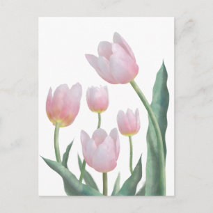 Carte Postale Conception florale de tulipes pastel
