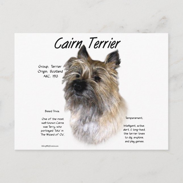 Carte Postale Conception historique de Cairn Terrier (Devant)