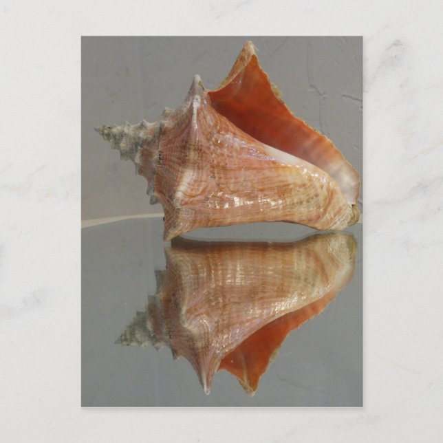 Carte Postale Conch Shell Et Sa Réflexion (Devant)