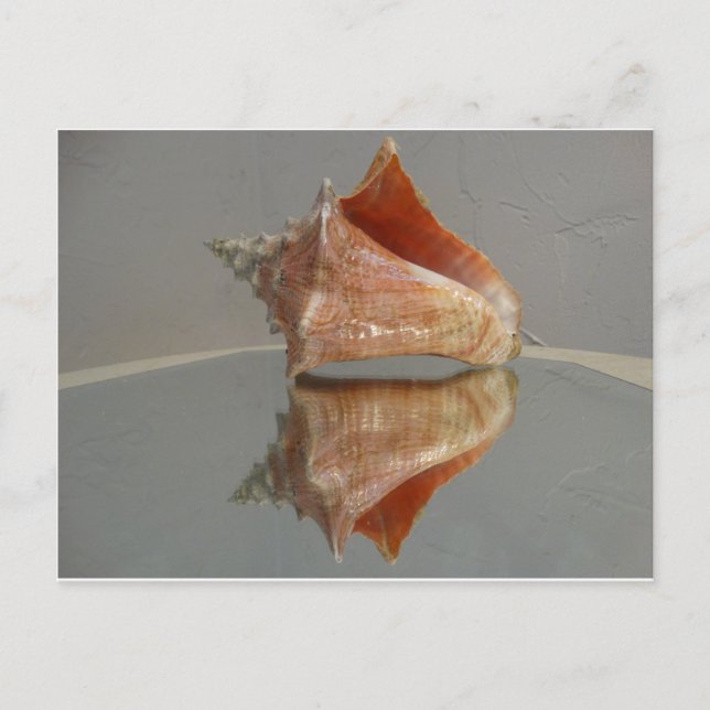 Carte Postale Conch Shell Et Sa Réflexion (Devant)
