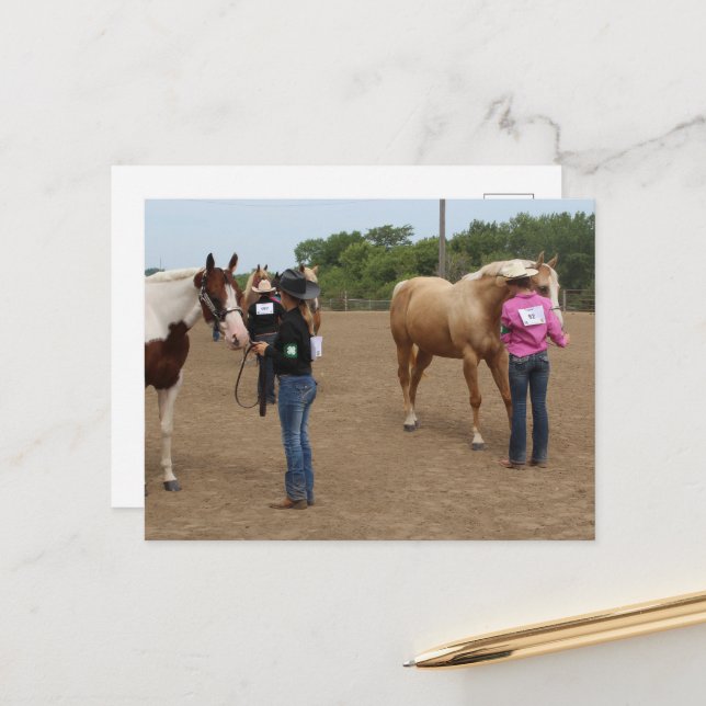 Carte Postale Concours Hippique Présentation Paint et Palomino (Devant/Arrière en situation)