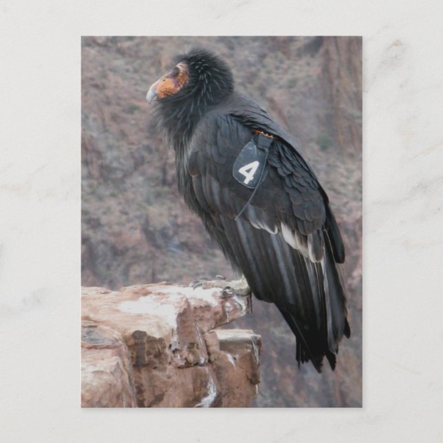 Carte Postale Condor de Californie (Devant)