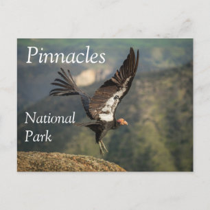 Carte Postale Condor in Flight, Parc national Pinnacles, CA