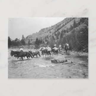 Carte Postale Conduire des mules à travers une rivière