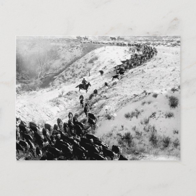 Carte Postale Conduire du bétail en hiver. (Devant)