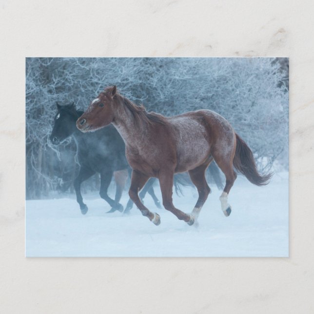 Carte Postale Conduite de chevaux (Devant)
