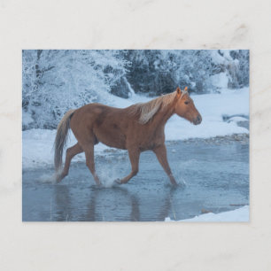 Carte Postale Conduite de chevaux en hiver au Hideout Ranc