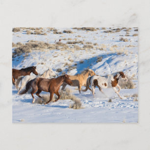 Carte Postale Conduite de chevaux en hiver au Hideout Ranch