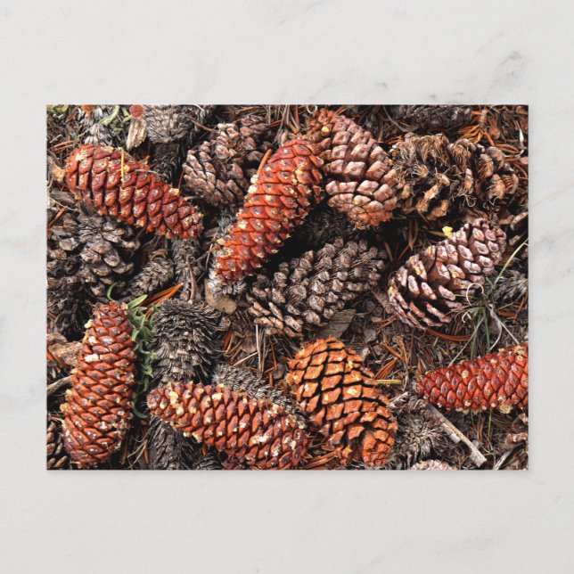 Carte Postale Cône de pin (Devant)