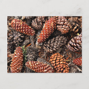Carte Postale Cône de pin