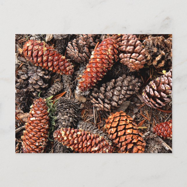 Carte Postale Cône de pin (Devant)