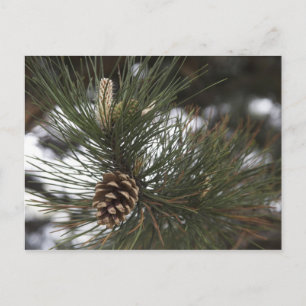 Carte Postale Cône de pin