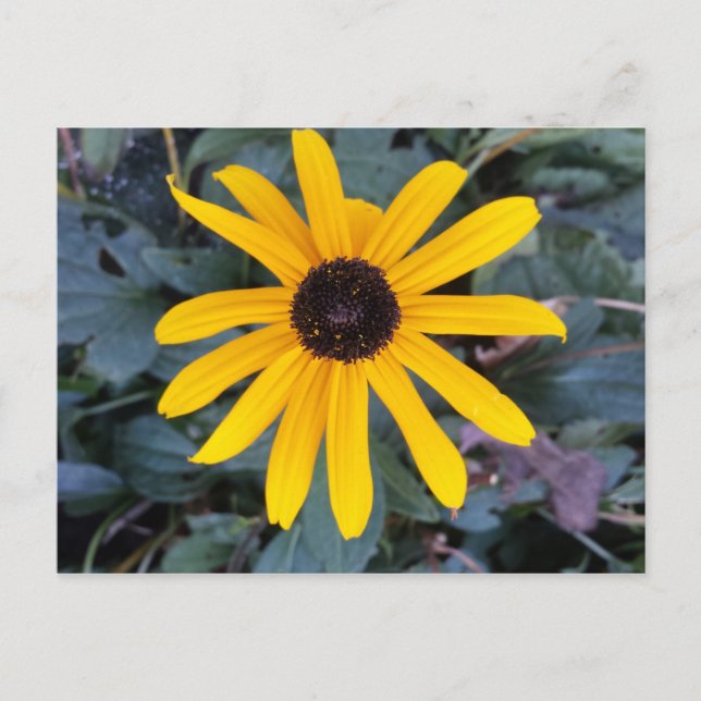 Carte Postale Coneflower 1 - educedbrainfart (Devant)