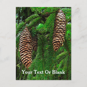 Carte Postale Cônes Et Aiguilles