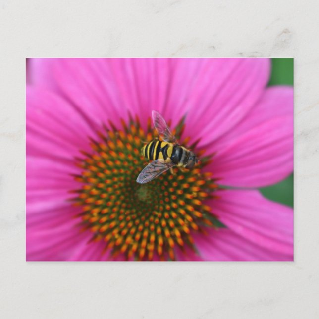 Carte Postale Confleur (Devant)
