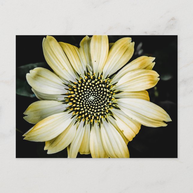 Carte postale Confleur Jaune Fleur de Miel (Devant)