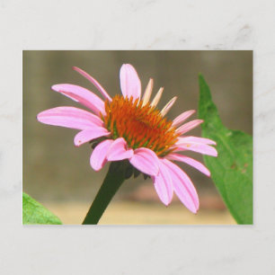 Carte Postale Conflowers