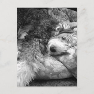 Carte Postale Confortable Snooze Vieux Anglais Sheepdog