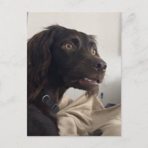 Carte Postale Confused Dog Meme