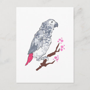 CARTE POSTALE CONGO AFRICAN GRAY PARROT