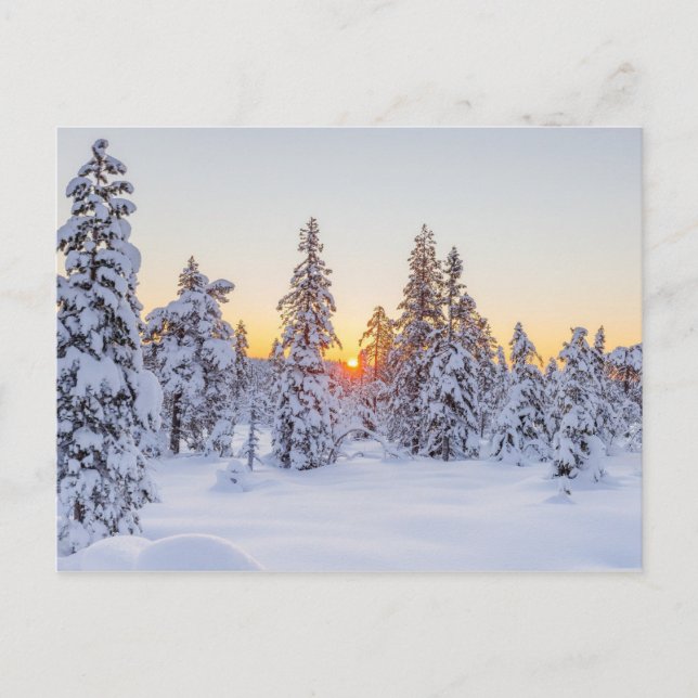 Carte Postale Conifères d'hiver Coucher de soleil Nature (Devant)
