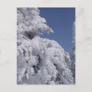 Carte Postale Conifères recouverts de neige