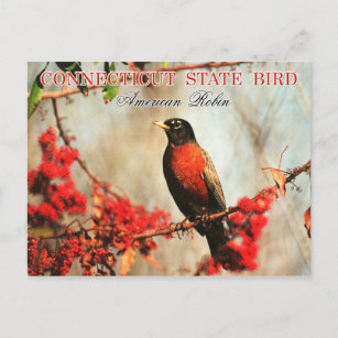 Carte Postale Connecticut State Bird - American Robin