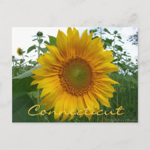Carte postale Connecticut Sunflower