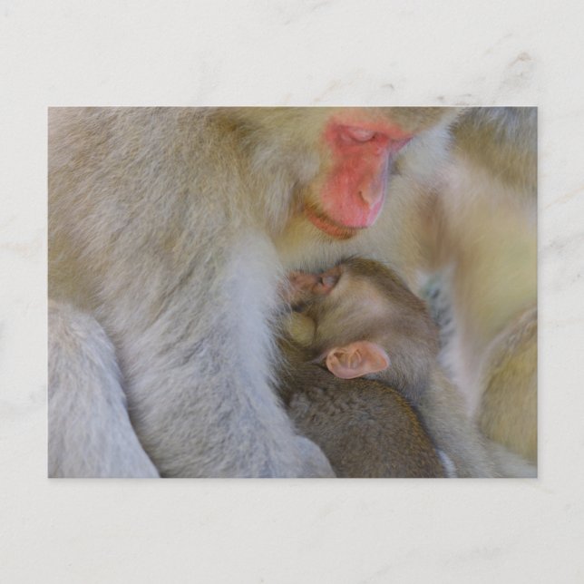 Carte Postale Connexion maternelle singe (Devant)