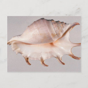 Carte Postale conque d'araignée Extraordinaire