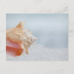 Carte Postale Conque Shell la Floride