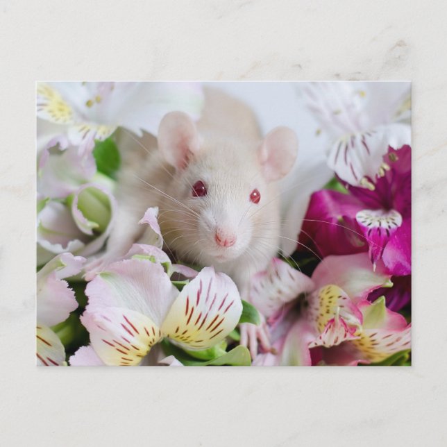 Carte Postale Conseil en flowers. (Devant)