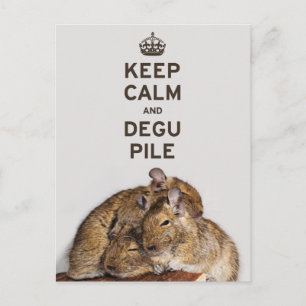 Carte Postale Conserver le calme et Degu Pile