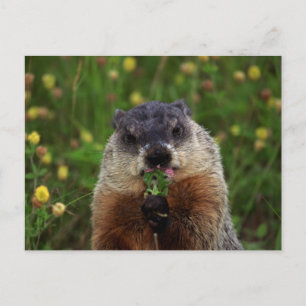 Carte Postale Consommation de marmotte de printemps