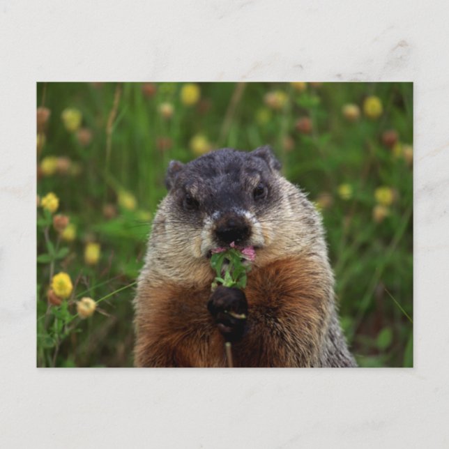 Carte Postale Consommation de marmotte de printemps (Devant)