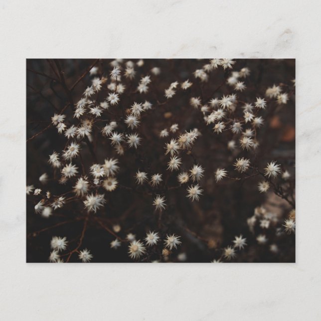 Carte Postale "Constellation Bosque" (Devant)