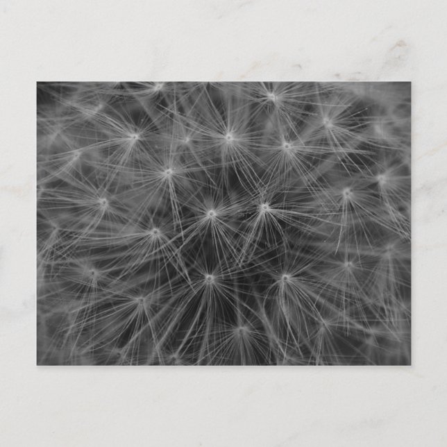 Carte Postale Constellation de Dandelion (Devant)