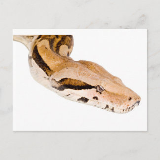 Carte Postale Constricteur Boa