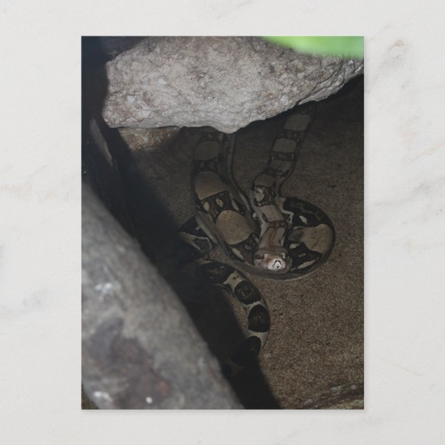 Carte Postale Constricteur Boa n° 1 (Devant)