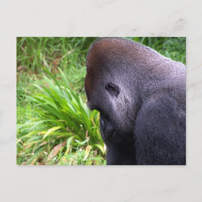 Carte Postale Contemplation (Devant)